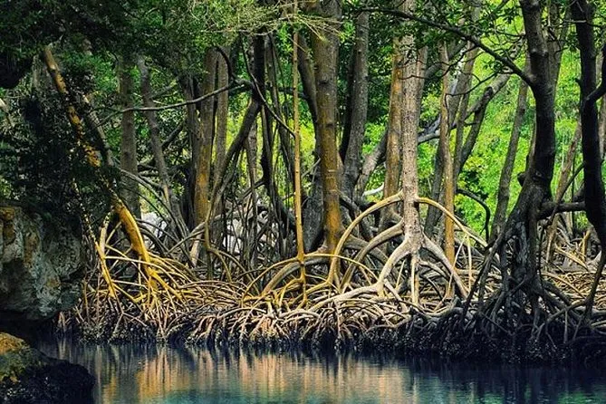 MANGLAR Y ESTERO DE TAMARINDO — Parque / Atracción, Tamarindo