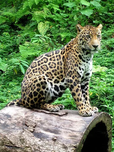 PARQUE NACIONAL CORCOVADO — Park / Attraction, Costa Rica