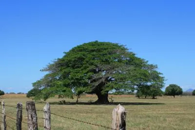 PARQUE NACIONAL GUANACASTE — Parque / Atracción, Costa Rica