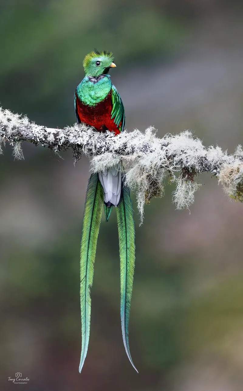 PARQUE NACIONAL LOS QUETZALES — Parque / Atracción, Costa Rica