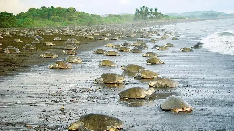 PARQUE NACIONAL TORTUGUERO — Parque / Atracción, Costa Rica