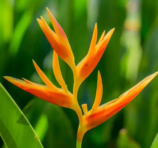 Flor de heliconia en la selva de La Fortuna