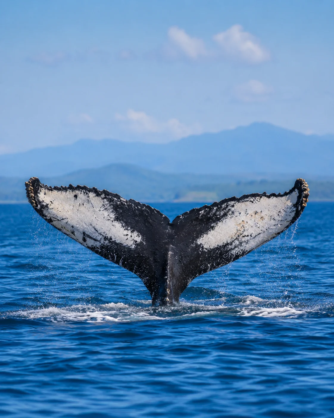 Humpback whale tail breaching off the Costa Ballena coast