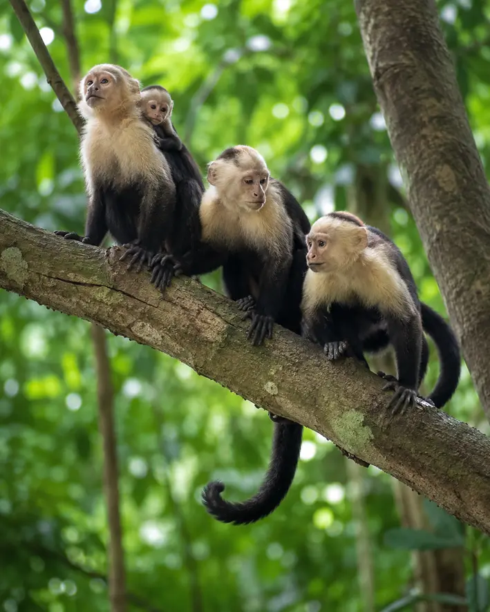Capuchin monkeys on a branch in Manuel Antonio