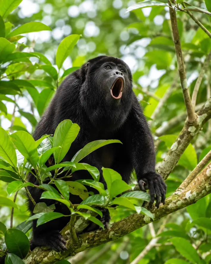 Mono congo en el bosque seco cerca de Playas del Coco